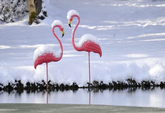 These two snow covered plastic flamingo's stand near a pond outside of Johnstown, Pa., on Dec. 14, 2016. (Todd Berkey/The Tribune-Democrat via AP)