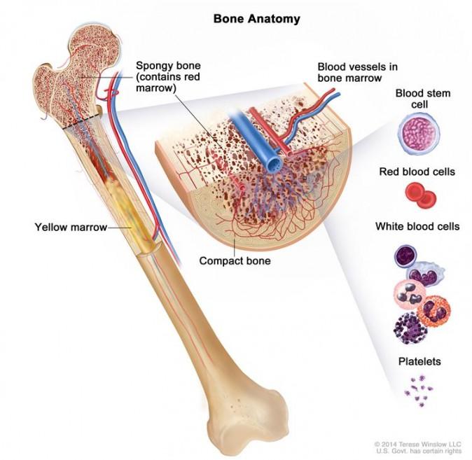 Anatomy of the bone: The bone is made up of compact bone, spongy bone, and bone marrow. Compact bone makes up the outer layer of the bone. Spongy bone is found mostly at the ends of bones and contains red marrow. Bone marrow is found in the center of most bones and has many blood vessels. There are two types of bone marrow: red and yellow. Red marrow contains blood stem cells that can become red blood cells, white blood cells, or platelets. Yellow marrow is made mostly of fat.