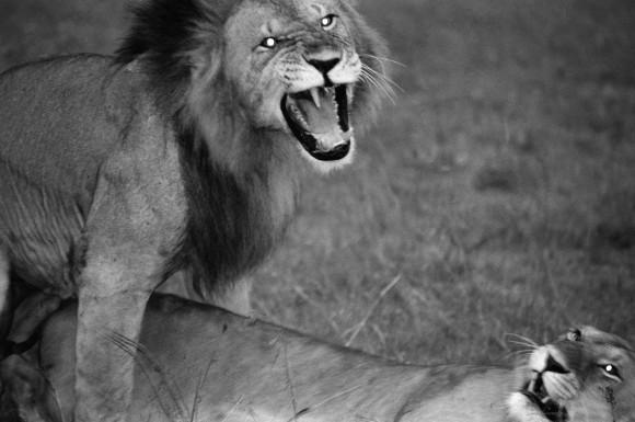 A male lion roars above a female lion in the Maasai Mara National Reserve in Kenya in 2007. (Cyril Christo/Marie Wilkinson)