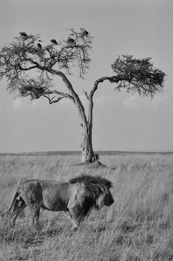 A male lion walks in front of a tree through the tall grass in the Maasai Mara National Reserve in Kenya in 2007. (Cyril Christo/Marie Wilkinson)