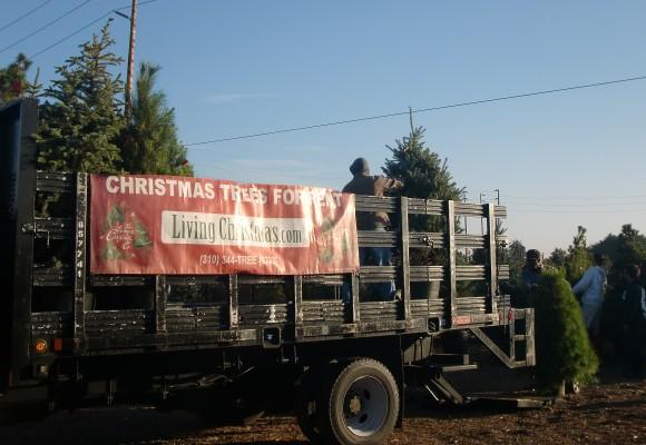 A file photo of workers at the Living Christmas Tree company loading live trees for delivery to people's homes. (Courtesy of the Living Christmas Tree Company)