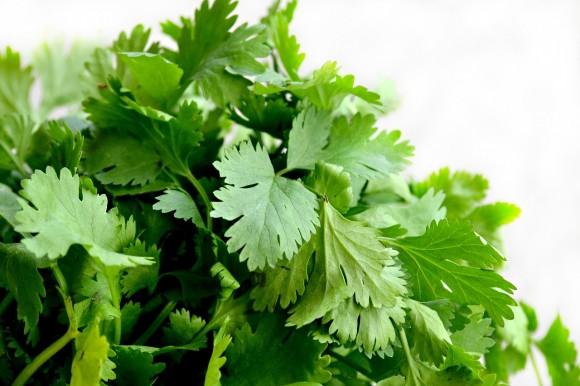 Herbs such as cilantro help us to eliminate metals such as lead and mercury. (tlarussa/pixabay)