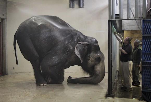 In this file photo, Packy, an Asian elephant, is sprayed with water at the Oregon Zoo, in Portland. (Randy L. Rasmussen/The Oregonian via AP, File)
