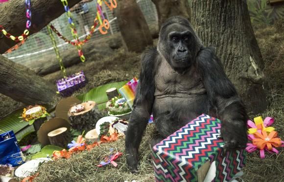 Colo, the nation's oldest living gorilla, opens a present in her enclosure during her 60th birthday party at the Columbus Zoo and Aquarium, on Dec. 22, 2016. (AP Photo/Ty Wright)
