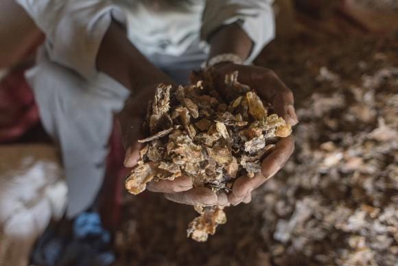 In this photo, a frankincense trader holds a handful of raw gum near Gudmo, Somaliland on Aug. 2, 2016. (AP Photo/Jason Patinkin)