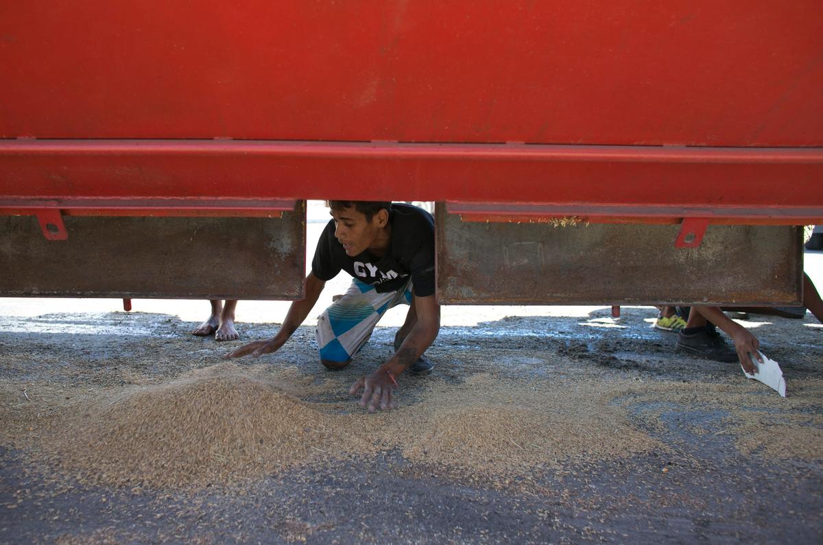 A young man collects rice that fell from a cargo truck waiting to enter the port and refill in Puerto Cabello, Venezuela on Nov. 14, 2016. (AP Photo/Ariana Cubillos)