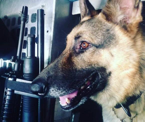 K-9 Max, rescued from euthanasia by Brad Croft. (Courtesy of Brad Croft)