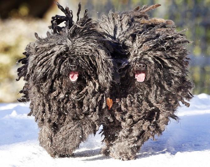 Two Puli dogs Quastie and Gin-Gin run in the snow in their garden in Lautertal, Germany, on Jan. 5, 2017. (AP Photo/Michael Probst)