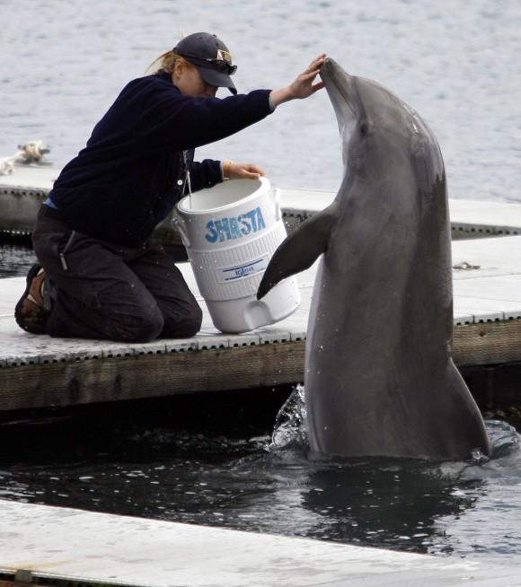 A trainer (L) touches the nose of U.S. Navy dolphin "Shasta" during a demonstration at the U.S. Navy Marine Mammal Program facility at Naval Base Point Loma in San Diego on April 12, 2007. (AP Photo/Denis Poroy)