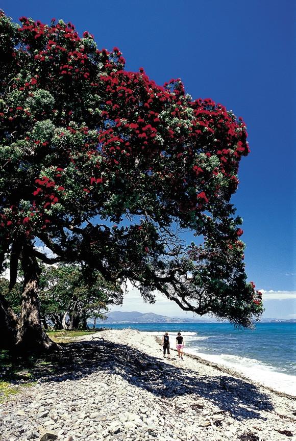 Pohutukawa trees can be seen everywhere along the Coromandel coastline. An evergreen from the Myrtle family, they produce a vibrant red flower which makes for a stunning photograph. (The Coromandel)