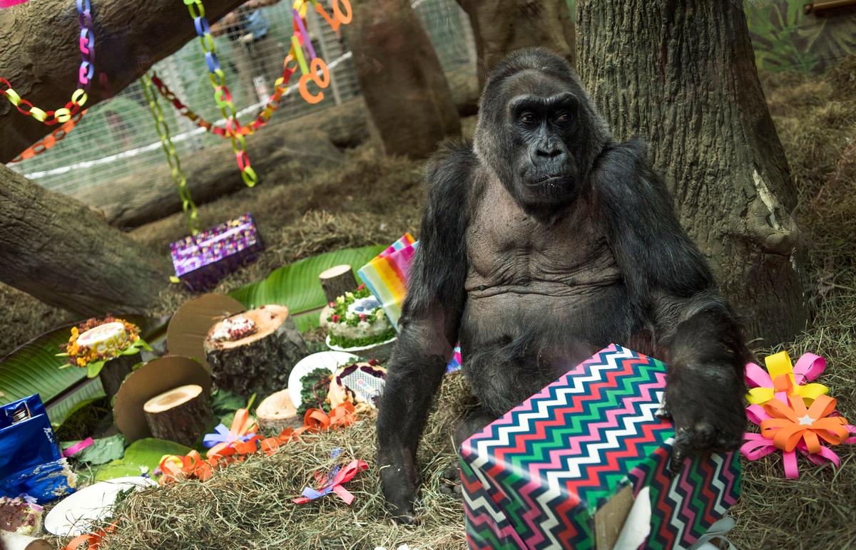 Colo, the world's first gorilla born in a zoo, opens a present in her enclosure during her 60th birthday party at the Columbus Zoo and Aquarium in Columbus, Ohio on Dec. 22, 2016. (AP Photo/Ty Wright)