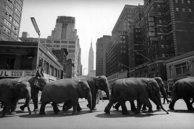 Elephants parade toward Madison Square Garden in New York on April 2, 1968, where the Ringling Bros. and Barnum & Bailey circus opened the same night. The circus is closing as the high operating costs and the decline of ticket sales made it impossible to sustain the business. (AP Photo/John Lindsay)