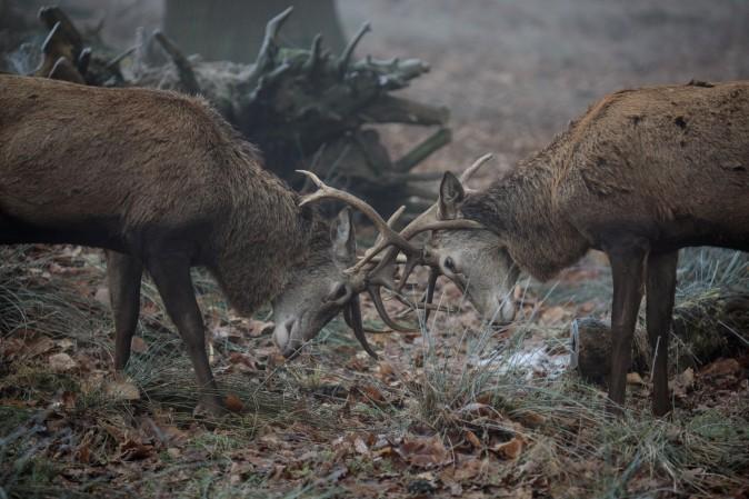 Red deer are rutting in the fog in Richmond Park in London on Jan. 23. Thick fog and temperatures below freezing have caused travel disruption today with hundreds of flights cancelled across London airports. (Jack Taylor/Getty Images)