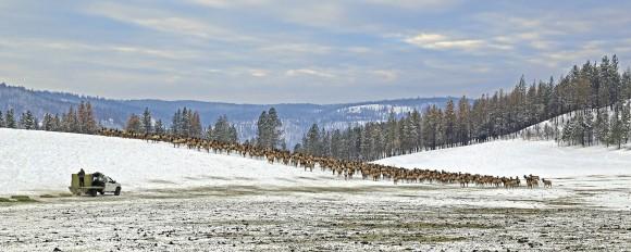 In this photo provided by the Oregon Department of Fish and Wildlife, elk feed at the Wenaha Wildlife Area near Troy, Ore., on Jan. 18, 2017. (Keith Kohl/ Oregon Department of Fish and Wildlife via AP)
