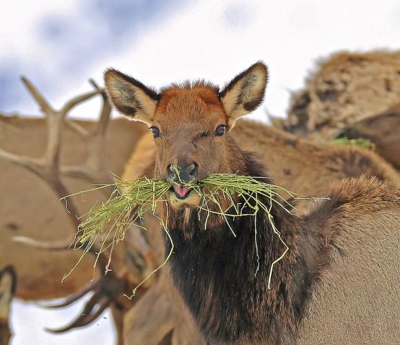 In this photo provided by the Oregon Department of Fish and Wildlife, elk feed at the Wenaha Wildlife Area near Troy, Ore., on Jan. 18, 2017. (Keith Kohl/ Oregon Department of Fish and Wildlife via AP)
