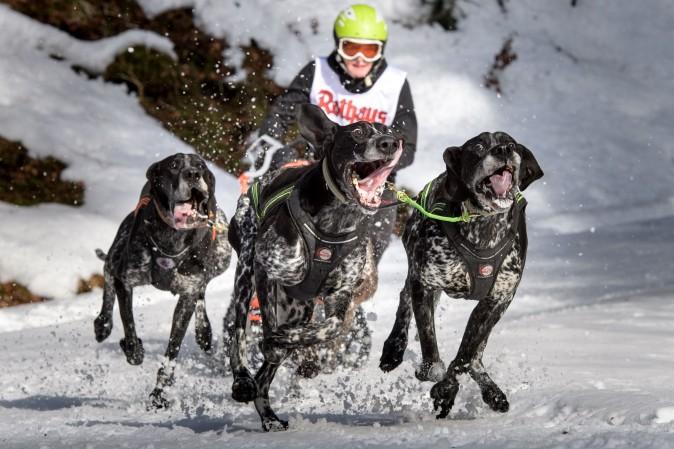 Dogs pull a competitor's sled during the 2017 International Dog Sled Races in Todtmoos, Germany, on Jan. 28, 2017. Over 100 mushers are competing in the two-day race deep in the Black Forest. (Thomas Lohnes/Getty Images)