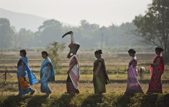 A group of women from the "hargila army" walk to attend an awareness meeting on protecting the Greater Adjutant Stork in Dadara village, west of Gauhati, India, on Feb. 4, 2017. (AP Photo/Anupam Nath)