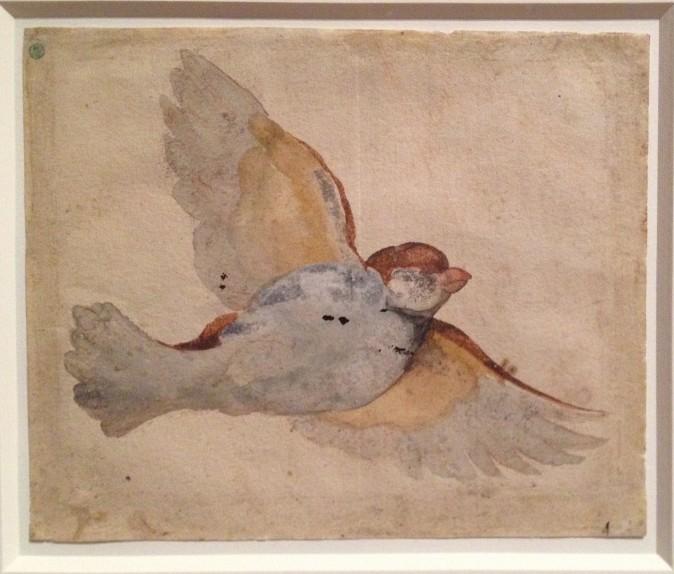 "Flying Sparrow," circa 1517–1518, by Giovanni da Udine (Italian, 1487–1561) Watercolor and gouache over red chalk. Nationalmuseum of Sweden. (Milene Fernandez/Epoch Times)