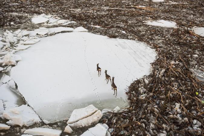 Startled roe deer make their way on an ice floe on the Tisza River at Cigand town, Hungary, on Feb. 10, 2017. (Attila Balazs/MTI via AP)