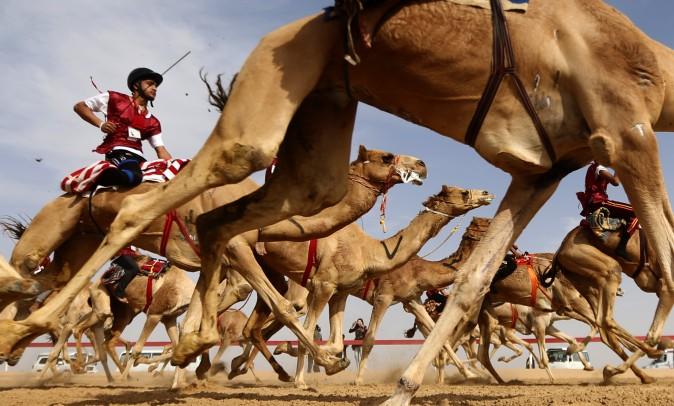 Jockeys take the start of a traditional camel race during the Sheikh Sultan Bin Zayed al-Nahyan Camel Festival, held at the Shweihan racecourse, in the outskirts of Abu Dhabi, on Feb. 10. (KARIM SAHIB/AFP/Getty Images)