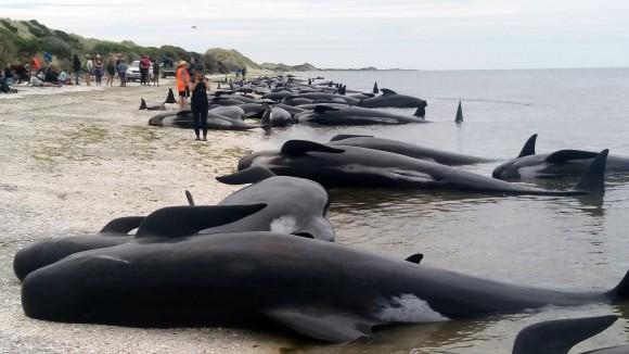 Whales are stranded at Farewell Spit near Nelson, New Zealand Friday, Feb. 10, 2017. (Tim Cuff/New Zealand Herald via AP)