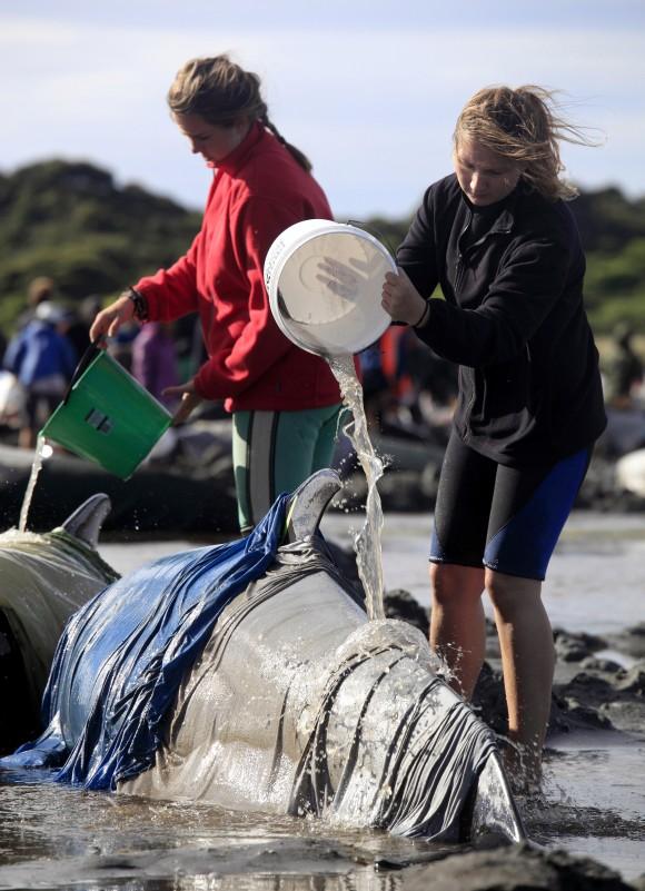In this photo, volunteers pour water over beached whales at the remote Farewell Spit on the tip of the South Island of New Zealand, on Friday, Feb 10, 2017. (Tim Cuff/New Zealand Herald via AP)