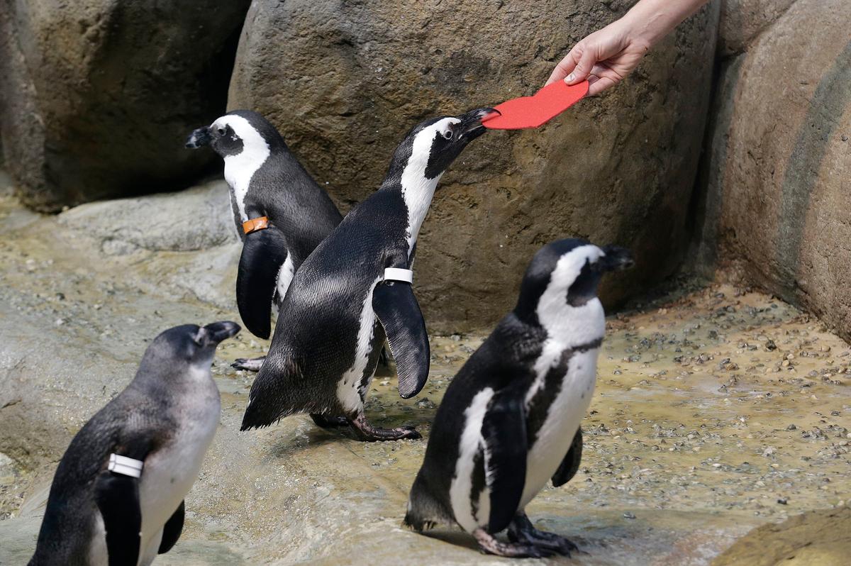 An African penguin bites into a heart shaped valentine handed out by aquarium biologist Piper at the California Academy of Sciences in San Francisco on Feb. 13, 2017. (AP Photo/Jeff Chiu)