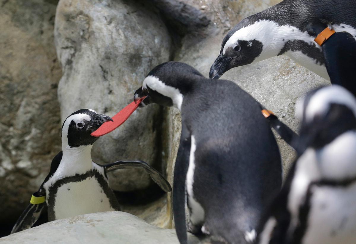 An African penguin bites into a heart shaped valentine handed out by aquarium biologist Piper at the California Academy of Sciences in San Francisco on Feb. 13, 2017. (AP Photo/Jeff Chiu)