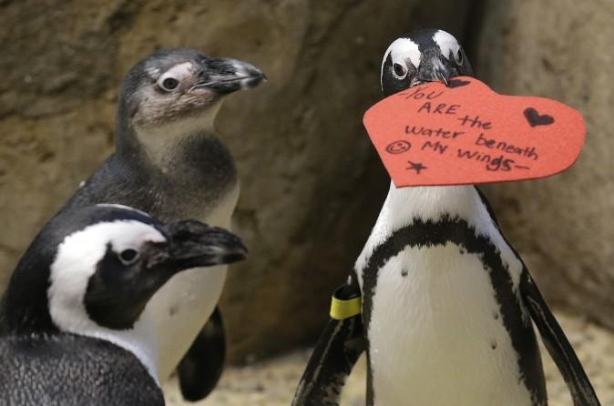 An African penguin bites into a heart shaped valentine at the California Academy of Sciences in San Francisco on Feb. 13, 2017. The valentines will be used as nesting material. (AP Photo/Jeff Chiu)