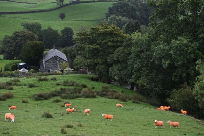 Sheep, painted orange, graze on a hillside in Troutbeck in the Lake District, northern England on Sept. 29, 2016. The flock have been painted a flourescent orange color to prevent rustling. (OLI SCARFF/AFP/Getty Images)