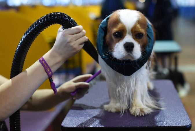 A Cavalier King Charles Spaniel is groomed in the benching area during day one of competition at the Westminster Kennel Club 141st Annual Dog Show in New York on Feb. 13. (TIMOTHY A. CLARY/AFP/Getty Images)