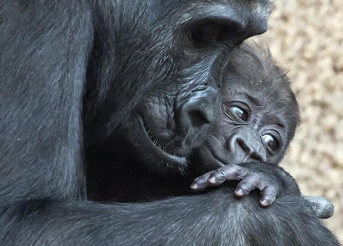 Baby gorilla relaxes on her mother Kibara at the zoo in Leipzig, Germany, on Feb. 16. The female baby gorilla was born on Dec. 4, 2016 and was named Kianga on Thursday. (AP Photo/Jens Meyer)