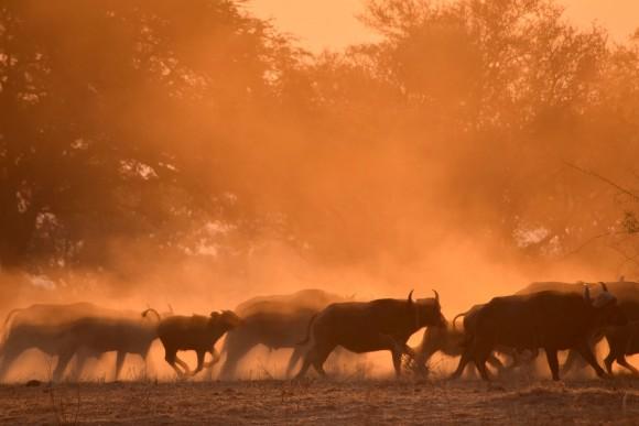 A herd of Cape buffalo kicking up a sepia-tinged dust storm. (Giannella M. Garrett)
