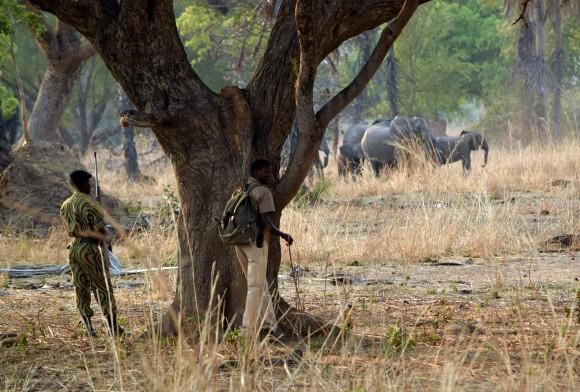 Isaiah Sakara and Geoffrey Phiri keep watch after convincing the charging tuskless elephants to retreat. (Giannella M. Garrett)