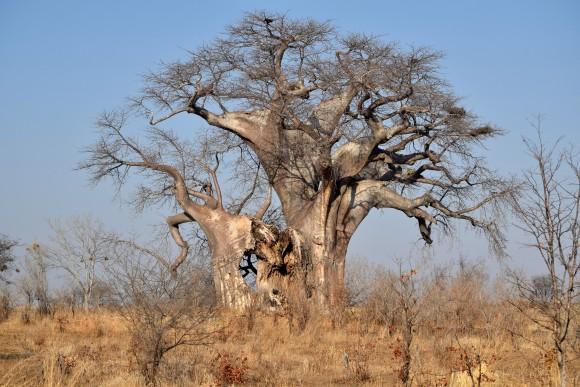 The prehistoric baobab tree, an icon of the African savannah, can grow up to 30 metres high and live for 5,000 years. (Giannella M. Garrett)
