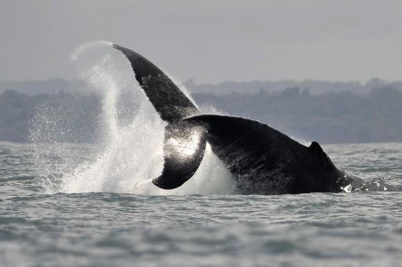 A Humpback whale jumps in the waters of the Pacific Ocean, in the Bahia Malaga Natural Park, Colombia, on Aug. 21, 2010. (LUIS ROBAYO/AFP/Getty Images)
