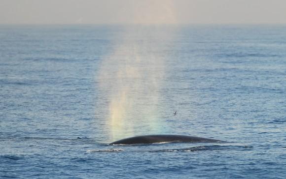 The Fin whale, which grows up to nearly 88 feet long weighing as much as 270,000 pounds, making it the second largest whale, is seen in the Pacific Ocean some six miles off the coast of Long Beach on Jan. 19, 2012 in California. (FREDERIC J. BROWN/AFP/Getty Images)