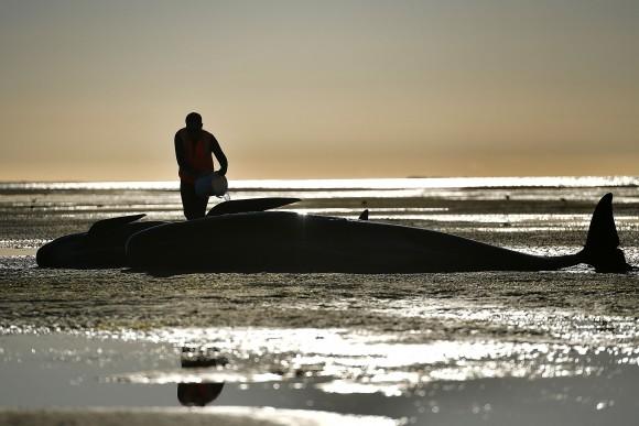 A volunteer cares for a pilot whale during a mass stranding at Farewell Spit, New Zealand on Feb. 11. (MARTY MELVILLE/AFP/Getty Images)