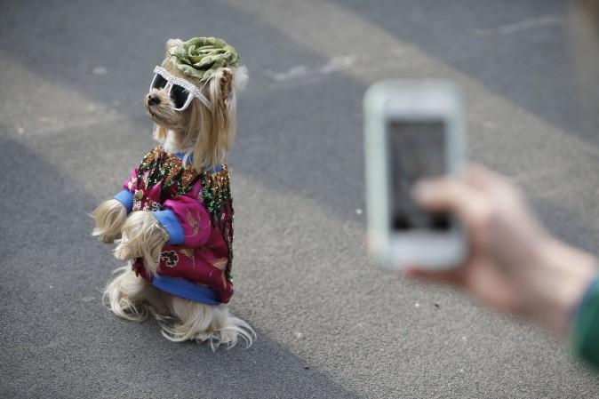 A dog sits on the street prior the Gucci show during the Women's Fall/Winter 2017/2018 fashion week in Milan on Feb. 22, 2017. (Marco Bertorello/AFP/Getty Images)