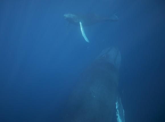 Humpback whales seen during the author's whale encounter, 100 miles off the shore of the Dominican Republic in early February. (Marie Wilkinson)