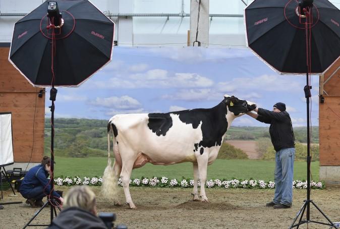 A cow gets photographed for the 44th 'Show of the Best' where the most beautiful milk cows from Lower Saxony and Saxony will be selected in Verden, Germany, on Feb. 23, 2017. (Carmen Jaspersen/dpa via AP)