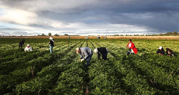 Mexican farm workers in Colorado in 2011. Even though low-skilled migrants make little money in the United States, welfare programs and free schooling can make it easier and more appealing for migrants to raise families here than in their home countries. (John Moore/Getty Images)