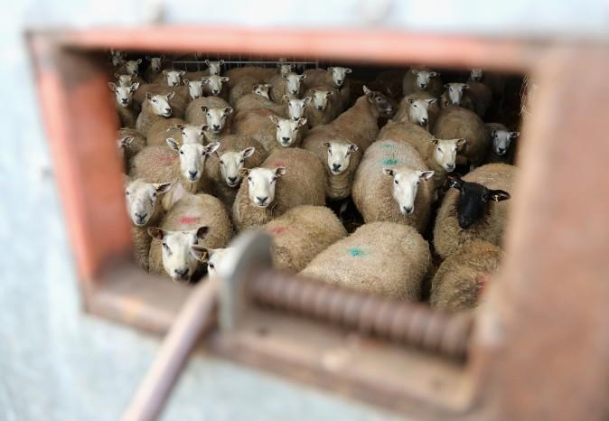 Sheep in the lambing pen on Gwndwnwal Farm during lambing season in Brecon, Wales, on March 2, 2017. Gwndwnwal Farm is a family run livestock farm expecting to lamb 600 ewes this season producing over 1000 young. (Chris Jackson/Getty Images)