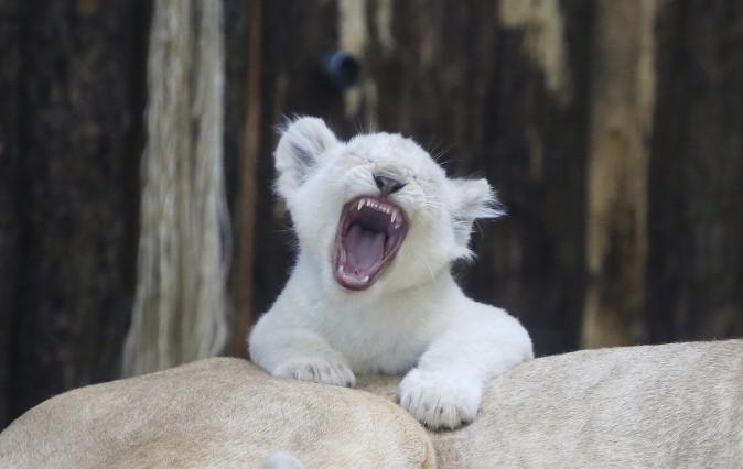 A white lion cub yawns on the back of the mother ' Kiara' in their enclosure in the zoo in Magdeburg, Germany, on March 2, 2017. Four white lion cubs were born in the zoo on Dec. 25, 2016. (Peter Gercke/dpa via AP)
