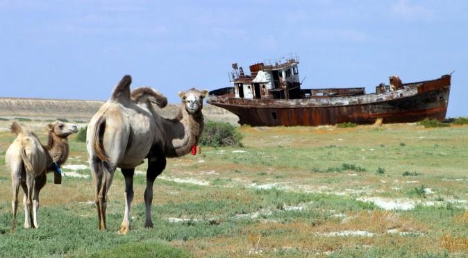 A picture taken 04 August shows camels passing by a rusty shipwrecks at the place called "Sheeps cemetery" in Dzhambul settlement, some 64 kms from town of Aralsk. (VYACHESLAV OSELEDKO/AFP/Getty Images)