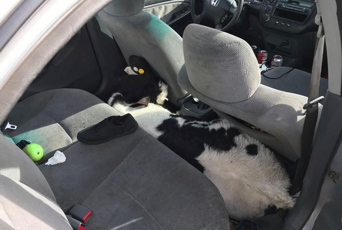 A cow wedged between the front and back seat of a Honda Civic along the side of an interstate highway in Beaumont, CA., on March 4, 2017. (CHP-San Gorgonio Pass via AP )