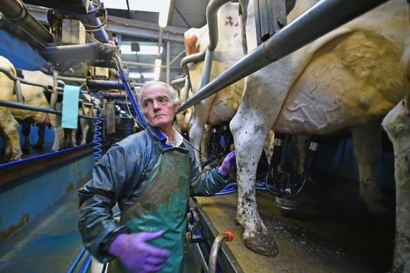Herd manager Jim Pirie tends to Holstein cows as they are milked at Clayland farm in Balfron, Scotland, on March 16, 2016. Brexit opens Britain up to renewed lobbying from other countries looking to export products currently restricted or prohibited under EU regulations, including genetically modified foods and milk produced by cows that have been treated with recombinant bovine growth hormone (rBGH). (Jeff J Mitchell/Getty Images)