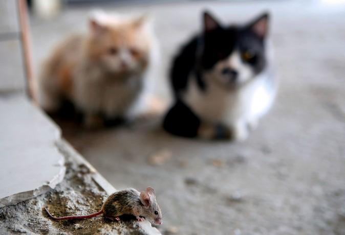 Two cats watch a mouse walking on the pavement in Kuwait City on March 8, 2017. (Yasser Al-Zayyat/AFP/Getty Images)