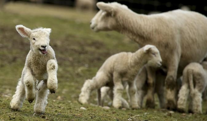 A lamb jumps around while frolicking in a pasture at Scandia Creek Farm in Poulsbo, Wash., on March 8, 2017. Vehicle traffic on Scandia Road often comes to a complete stop to watch the antics of the lambs. (Meegan M. Reid/Kitsap Sun via AP)