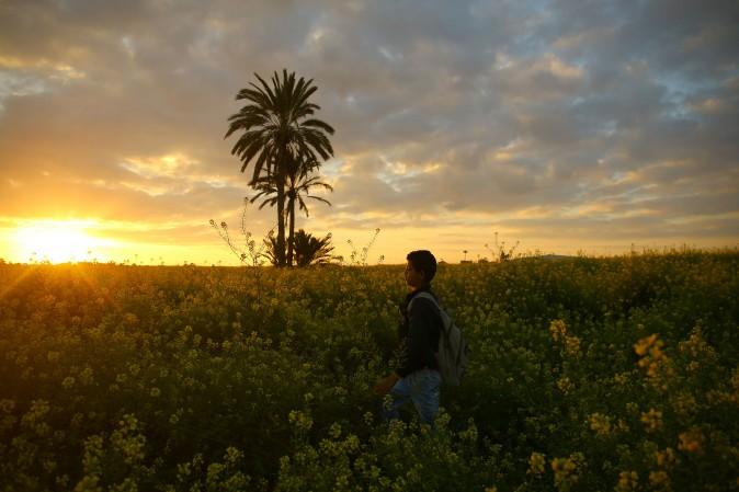 A young boy walks amidst wild mustard flowers in fields of Beit Hanun across the Gaza Strip on March 20, 2017. (Mohammed Abed/AFP/Getty Images)
